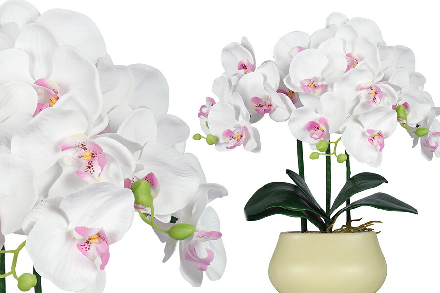 独創的 楽天市場 盆提灯 初盆 新盆 モダン 仏具 A3771 ルーミールミナス 胡蝶蘭 3本立て コードレス 電池式 仏壇 仏花 贈り物 グランドルミナス 神棚 神具 仏具 やまこう 即日出荷 Www Rvworkshop Com