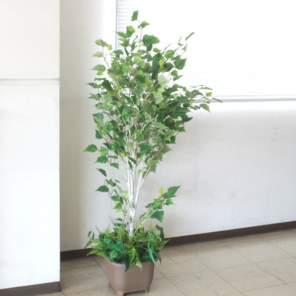 お手入れ不要 Ct触媒加工済で抗菌 消臭分解効果のある人工観葉植物 造花 インテリア フェイクグリーン 大型 シラカバ 1cm Tb13 観葉植物 シルクフラワー Ct触媒 光触媒 Snb お手入れ不要 Ct触媒加工済で抗菌 消臭分解効果のある人工観葉植物 造花 インテリア フェイクグリーン 大型 シラカバ 1cm Tb13 観葉植物 シルクフラワー Ct触媒 光触媒 Snb