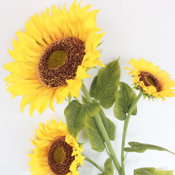 ヒマワリ ヒマワリ:unUtopial World8 | ヒマワリ：unUtopial World | 書籍