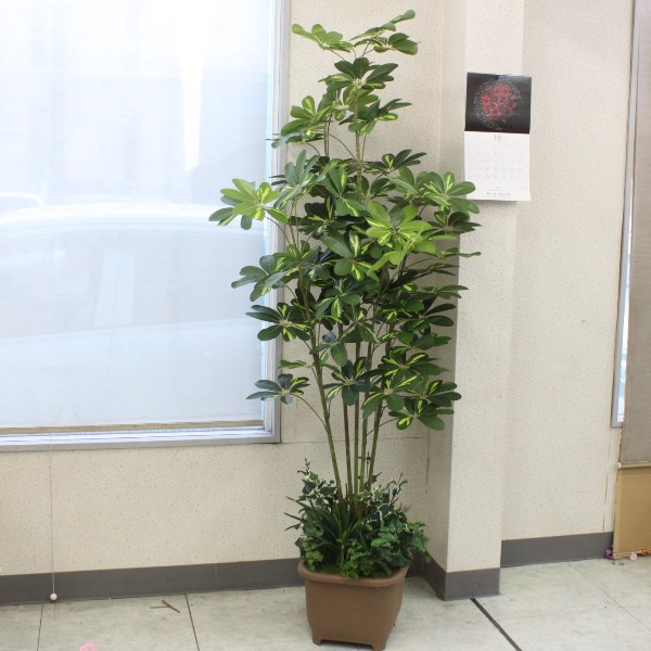 造花 インテリア 人工観葉植物 大型 カポックツリー 180cm TB938 フェイクグリーン インテリアグリーン CT触媒 光触媒 snb シルクフラワー bgr｜シルクフラワーの山久