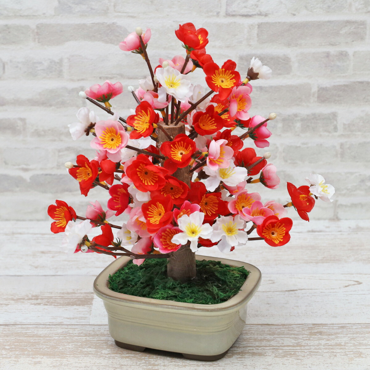 盆栽 ボケ（木瓜） 白寿 ミニ盆栽 ミニ ぼけ 木瓜 花ギフト 敬老の日