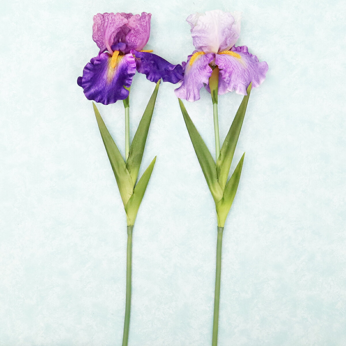 1048 七宝 花 菖蒲 詳細不明