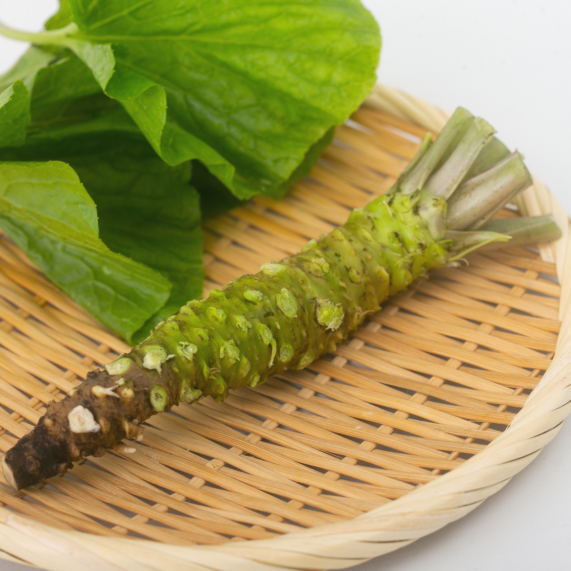 ✨採れたて✨ 1kg 安曇野市産 生わさび 山葵 ワサビ WASABI t_was-s-003_t01r.jpg