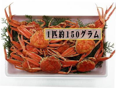 [冷凍せこかに5匹750g程度][冷凍]香住のセイコガニ 　中サイズ5匹分（750g程度）