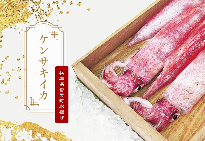 [ケンサキイカ 大4～8匹1kg]甘みが強くて濃厚な味の ケンサキイカ です！香住産 シロイカ （ケンサキイカ）大サイズ4～8匹（1kg）[冷凍]　白いか