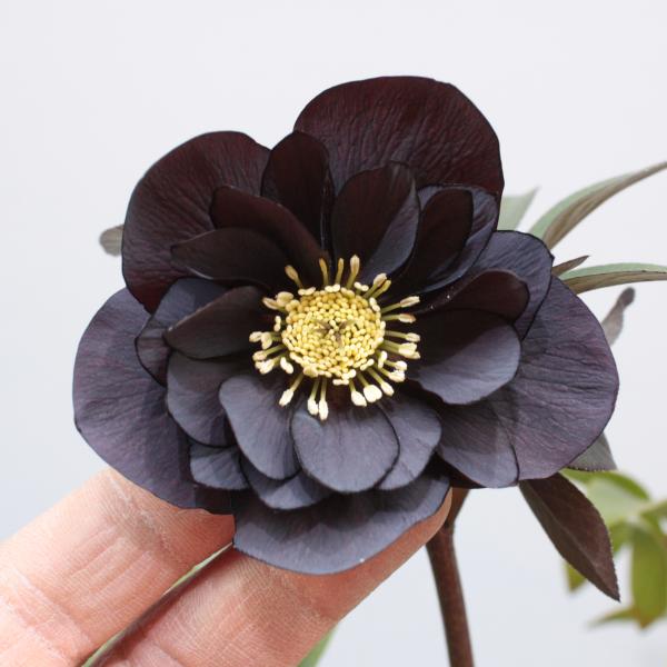 楽天市場 クリスマスローズ 開花株 横 上向きブラック ダブル 現品販売 Ith やましち山野草店 楽天市場 クリスマスローズ 開花株 横 上向きブラック ダブル 現品販売 Ith やましち山野草店