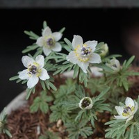 楽天市場 セツブンソウ属 黄花節分草 2 5号ポット 産直花だん屋