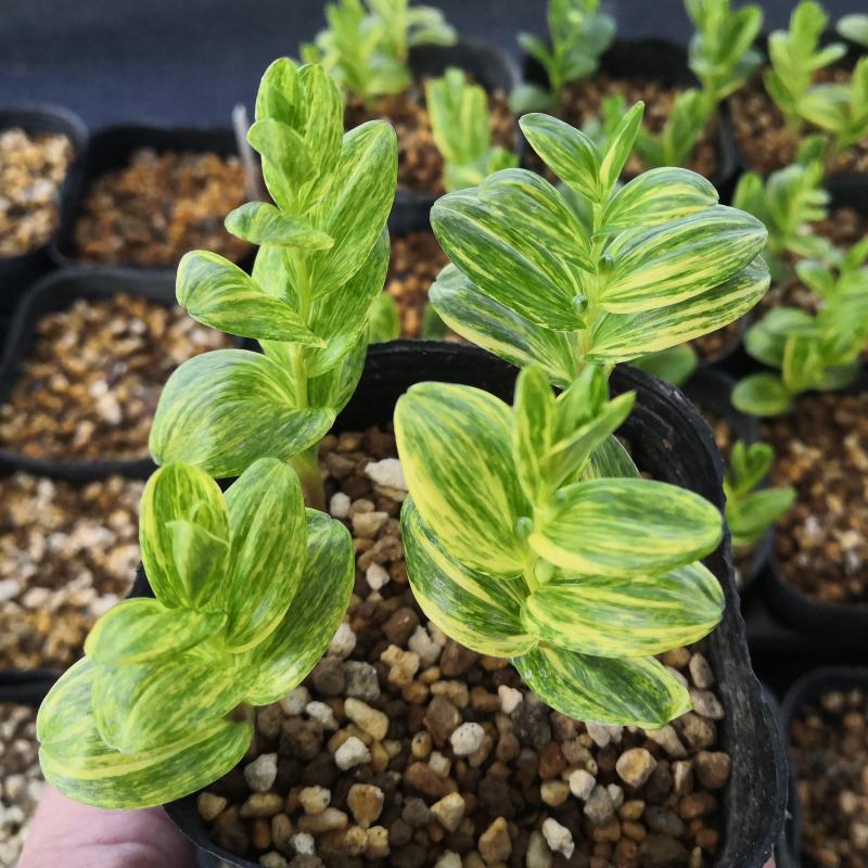 楽天市場 斑入りヒメイズイ ポット苗 やましち山野草店