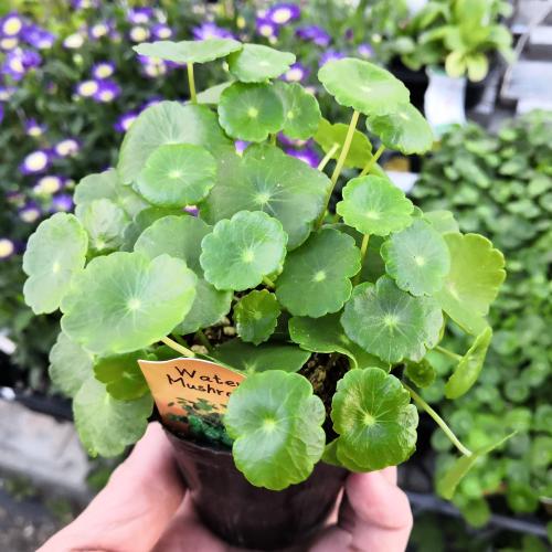 楽天市場】多肉植物 アガベ 王妃笹の雪 B型 2.5号ポット苗 : やましち