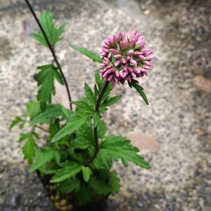 楽天市場】フジバカマ苗 赤白ミックス 3.5号苗(k03) : 千草園芸