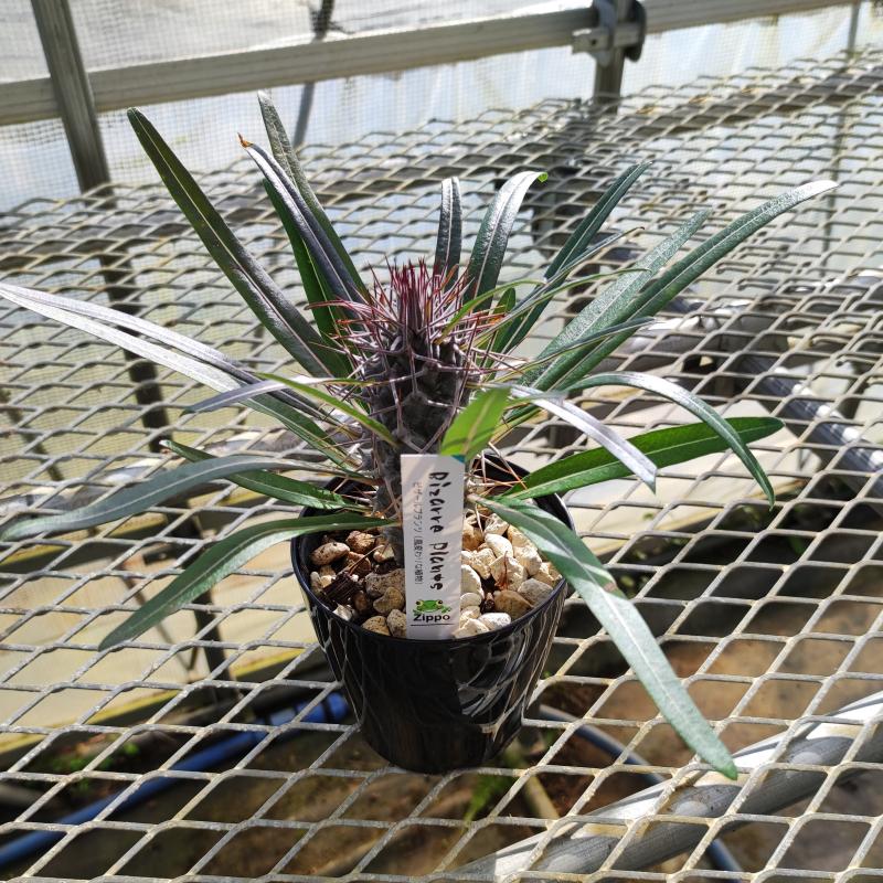 パキポディウム ドラケイ 美形 レア品種 パキポディウム ドラケイ | GREEN LUCK