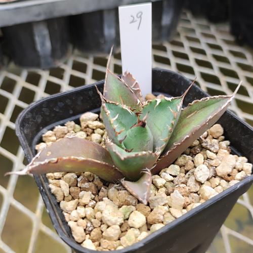 アガベ チタノタ 白鯨 9cmポット苗　現品販売No.29　多肉植物 観葉植物