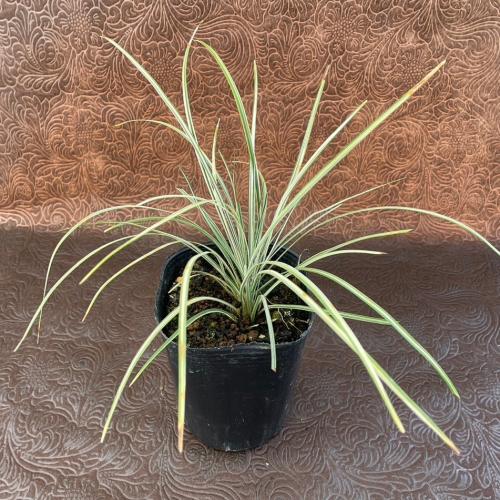 楽天市場】多肉植物 ハオルチア ピリフェラ錦 7.5〜9cmポット苗 : や