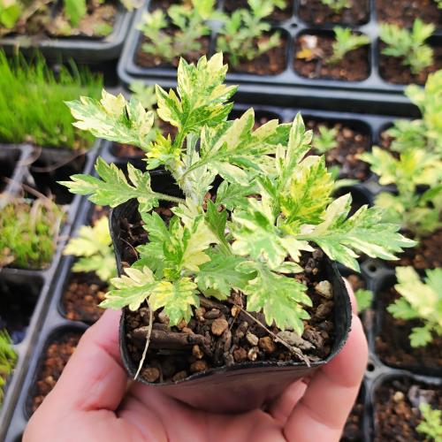 楽天市場】多肉植物 アガベ 王妃笹の雪 B型 2.5号ポット苗 : やましち