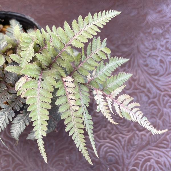 楽天市場】ムシトリナデシコ 9.0cmポット 15本 苗 : トオヤマグリーン