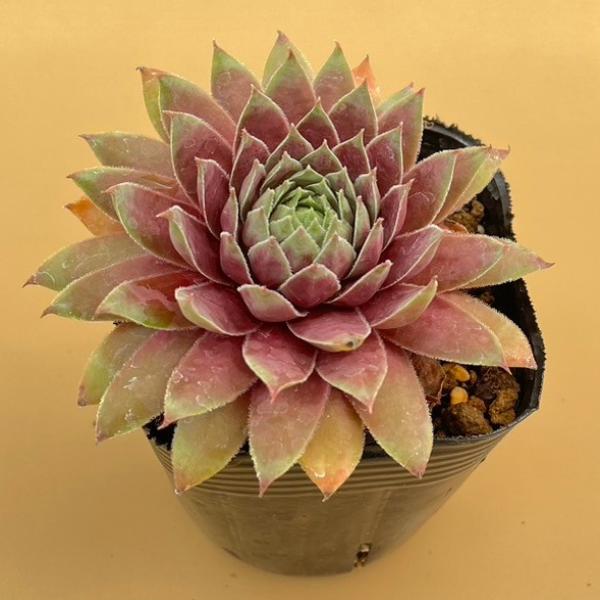 センペルビウム　紅夕月 紅夕月、べにゆうづき,センペルビウム属,紅夕月の通販,紅夕月販売,紅夕