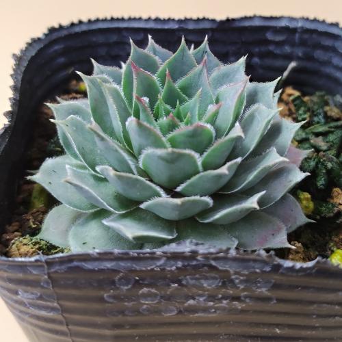 楽天市場】多肉植物 yukセンペルビウム 紅夕月 6cmポット : フラワー