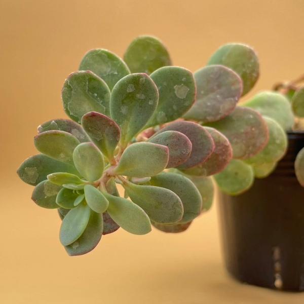 在庫少 赤葉日高ミセバヤ カット苗 多肉植物 多肉植物 赤葉日高ミセバヤ 抜き苗 - メルカリ