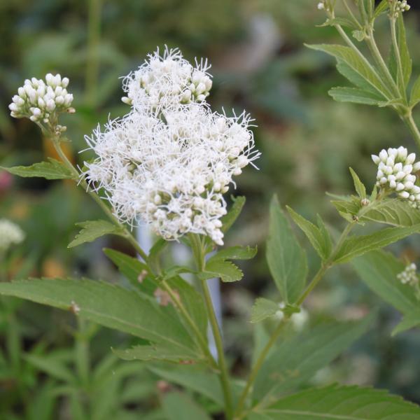 楽天市場】フジバカマ 鉢植え 5号 藤袴 山野草 宿根草 秋の花 秋の七草