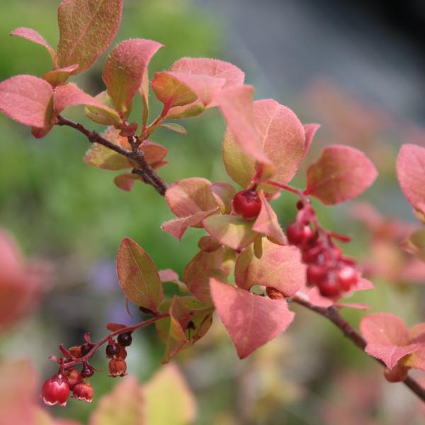 ナツエビネ（夏エビネ）、３株、３芽付き、開花見込み株⑧！ ナツエビネ(夏エビネ) 3.5号苗（g01） : 千草園芸