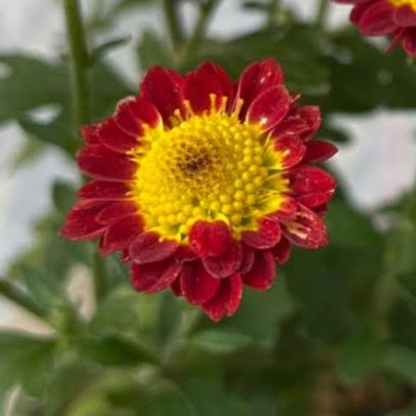 楽天市場】多肉植物 アガベ 王妃笹の雪 B型 2.5号ポット苗 : やましち