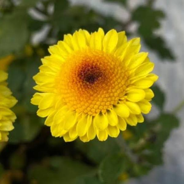 楽天市場】菊（キク、きく）秋咲き小菊 星日和 7.5cm ポット苗 2個