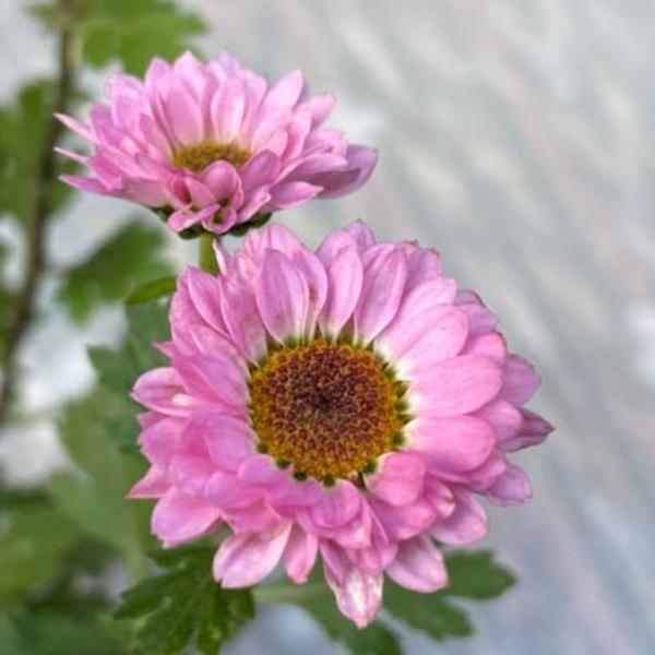 カンアオイ　タマノカンアオイ「亀甲竜 楽天市場】亀甲素心タイリンカンアオイ 9cmポット苗 : やましち山野草店