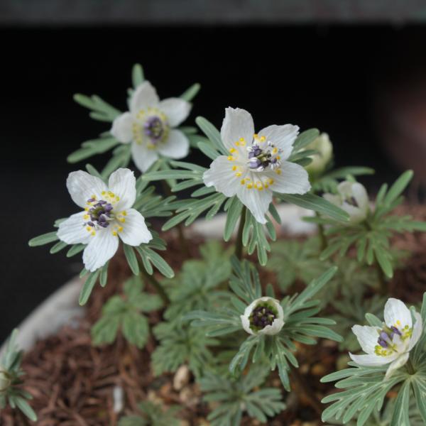 節分草（セツブンソウ）の育て方】2月に花咲く可憐な花、春の