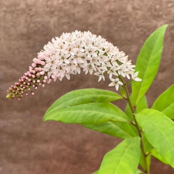 山野草）カンアオイ（寒葵）青軸赤花ヒメカンアオイ（姫寒