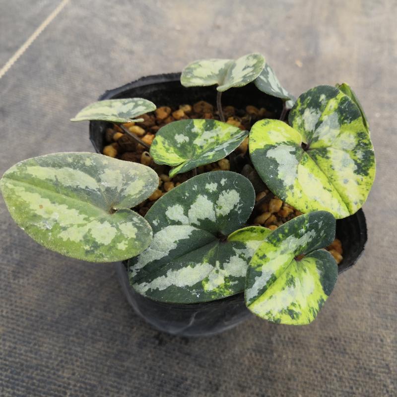 楽天市場】【送料無料】カンアオイ タマノカンアオイ 昇紅（しょうこう