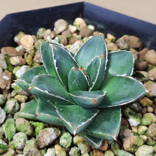 楽天市場】多肉植物：アガベ 笹の雪 スーパーワイド*幅5.5cm : 遊恵