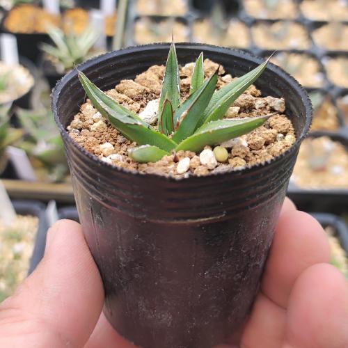 楽天市場】多肉植物 アガベ 王妃笹の雪 B型 2.5号ポット苗 : やましち