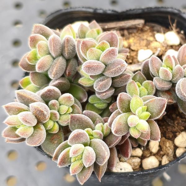 楽天市場】多肉植物 ポット苗 多肉 アメジスチヌム : GREEN OASIS 楽天