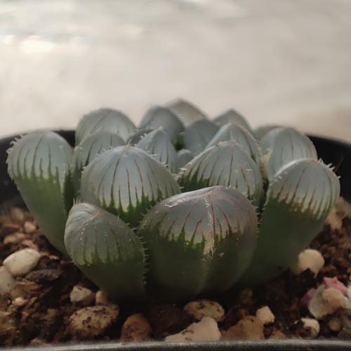 楽天市場】多肉植物 ハオルチア 巨大赤線オブツーサ 7.5cmポット 観葉