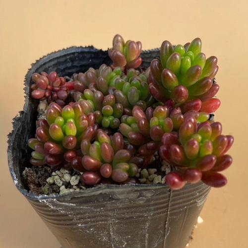 楽天市場】多肉植物 ハオルチア ピリフェラ錦 7.5〜9cmポット苗 : や