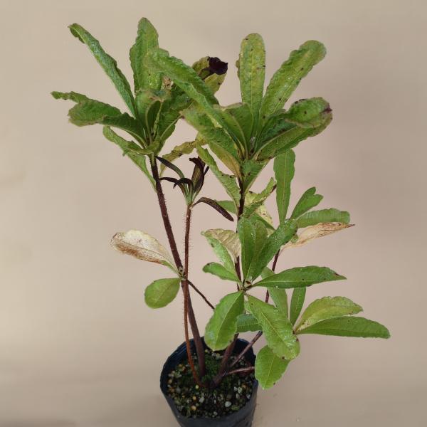 楽天市場】アケボノツツジ 挿し木1年生 7.5cmポット : 富士園芸楽天市場店