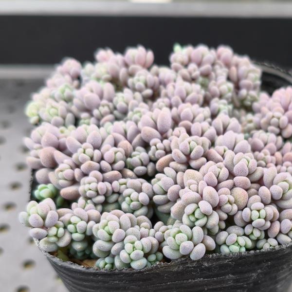 楽天市場】多肉植物 ハオルチア ピリフェラ錦 7.5〜9cmポット苗 : や