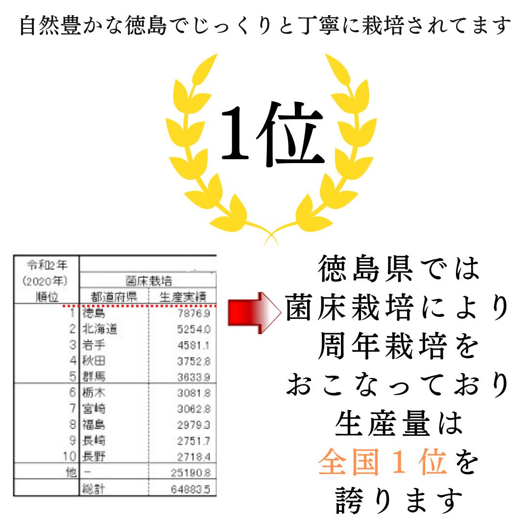 市場 きのこ クール便 肉厚 訳あり野菜 国産 送料無料 農薬未使用 農家直送 1.3kg 訳あり 椎茸 お徳 朝採り生しいたけ