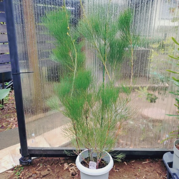 【グレビリアビッグバード】鉢植え オージープランツ 8号 大苗 大株 乱痴気騒ぎ苑地 110多情多感 滅多に無い 人並み外れた 愛くるしげ