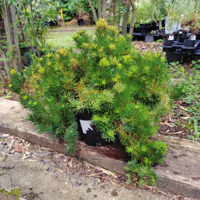 現品配送！【バンクシアビオラセア】7号　50cm　オージープランツ　苗　珍しい　植木　植物｜インテリアグリーンやまのたえん
