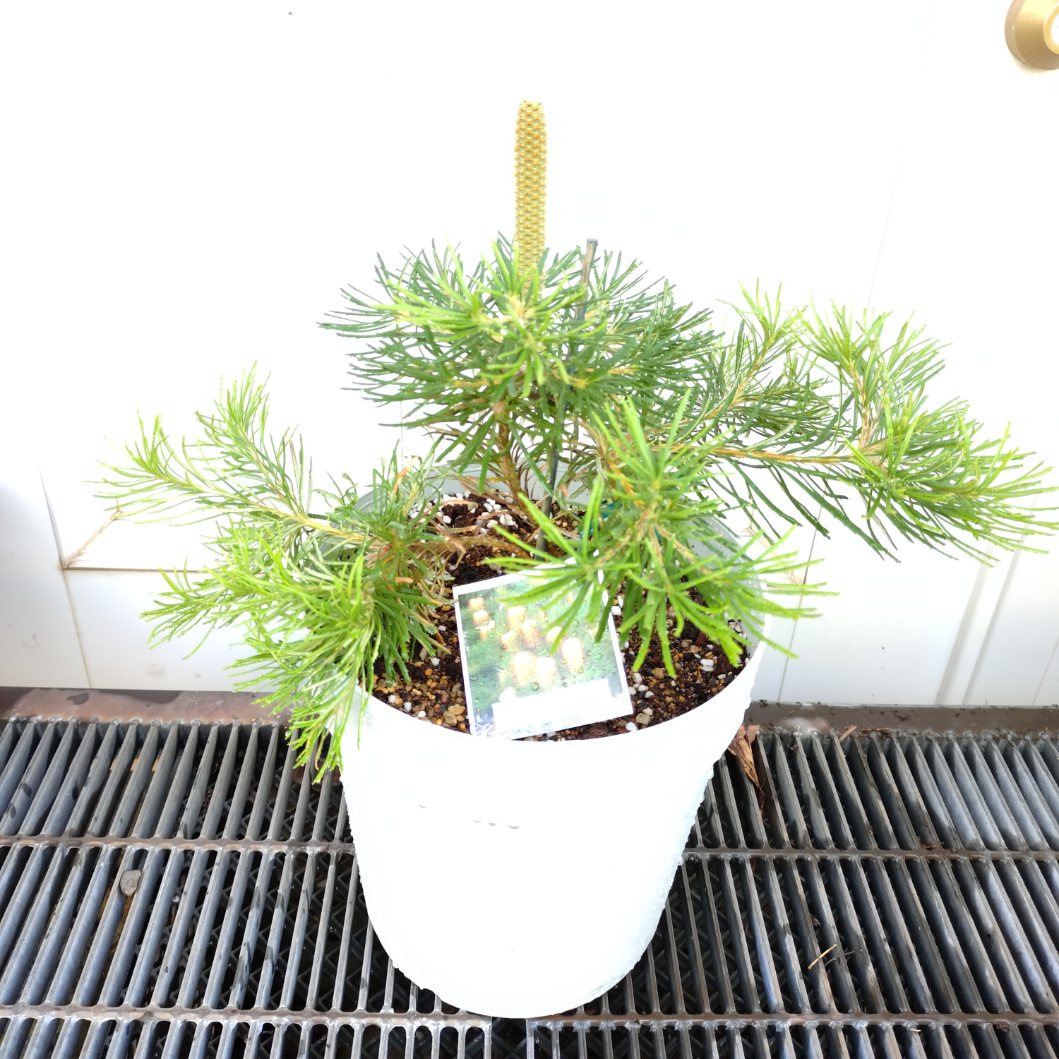 楽天市場】2024年NEW バンクシア 苗木 テルマチアエア 6号 プラ鉢入り