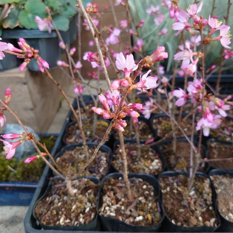 楽天市場 桜 オカメザクラ 苗木 シンボルツリー 記念樹 盆栽 和風庭園 春 四季 入学祝い 一重 インテリアグリーンやまのたえん