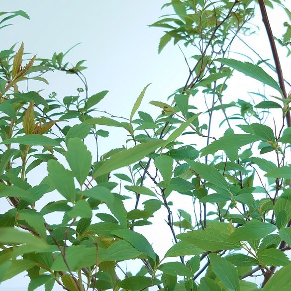 楽天市場 コデマリ 7号 苗木 植木 苗 庭木 生垣 鉢植え 切り花 小手毬 こでまり かわいい 白 花 インテリアグリーンやまのたえん