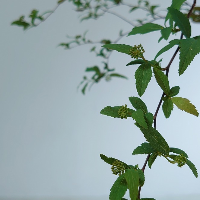 楽天市場 コデマリ 7号 苗木 植木 苗 庭木 生垣 鉢植え 切り花 小手毬 こでまり かわいい 白 花 インテリアグリーンやまのたえん