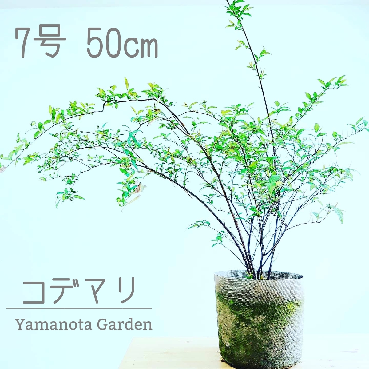 楽天市場 コデマリ 7号 苗木 植木 苗 庭木 生垣 鉢植え 切り花 小手毬 こでまり かわいい 白 花 インテリアグリーンやまのたえん