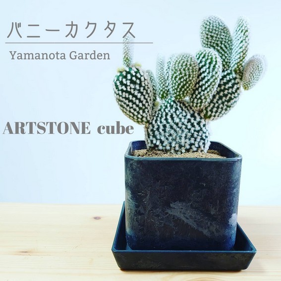 サボテン バニーカクタス ゴールデンバニー レッドバニー Artstone おしゃれ かわいい インテリアグリーン インドアグリーン インダストリアル ブルックリン 北欧 Gift ギフト 鉢 Giosenglish Com