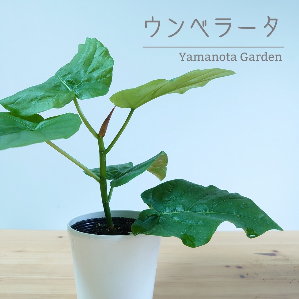 観葉植物 ウンベラータ 卓上 白色 プラスチック鉢 4号 鉢植え おしゃれ 初心者ミニサイズ 鉢 苗 苗木 フィカスウンベラータ 人気 インテリアグリーン Educaps Com Br