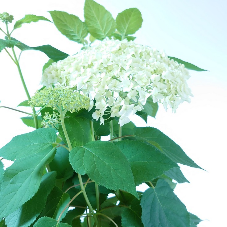 楽天市場 アジサイ アナベル 父の日ギフト 紫陽花 苗 白 ５０cm ５号 宿根草 あじさい 低木 苗木 植木 かわいい しろ ガーデニング 庭木 シンボルツリー ギフト 父の日 ラッピング インテリアグリーンやまのたえん