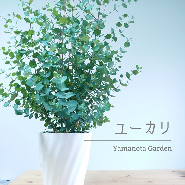 楽天市場 ユーカリ グニー 8号 苗木 植木 シンボルツリー 通販 大型 常緑 高木 銀葉 かわいい おしゃれ 人気 切り花 ドライフラワー 庭木 植木 インテリアグリーンやまのたえん