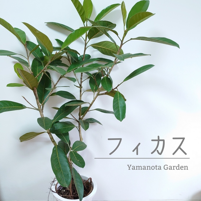 観葉植物 フィカス ロブスター 大型 10号 鉢植え おしゃれ 鉢 人気 インテリアグリーン リビング 玄関 リビング 店舗 室内 屋外 130cm Psicologosancora Es